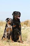 BEAUCERON - ADULTS and PUPPIES 010